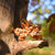 Autumn Maple Leaves Design with Rhinestones Hair Claws