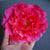 Bright-Colored Big Artificial Tropical Flower Hair Clip Barrette