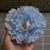 Bright-Colored Big Artificial Tropical Flower Hair Clip Barrette