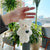 Cute and Mini Plush Teddy Bear Doll Hanging Charm Keychains